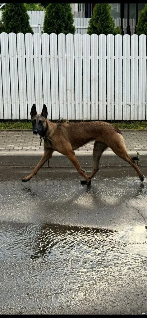 Lost dog, овчарка малинуа in Podolsk — identification photo, lost & found pet database Pathfinder