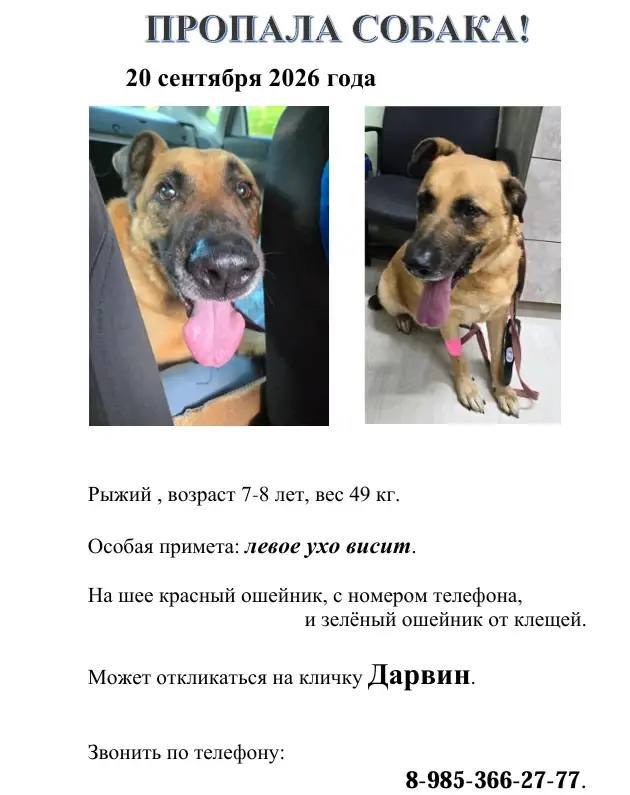 Lost dog in Bykovo — identification photo, lost & found pet database Pathfinder