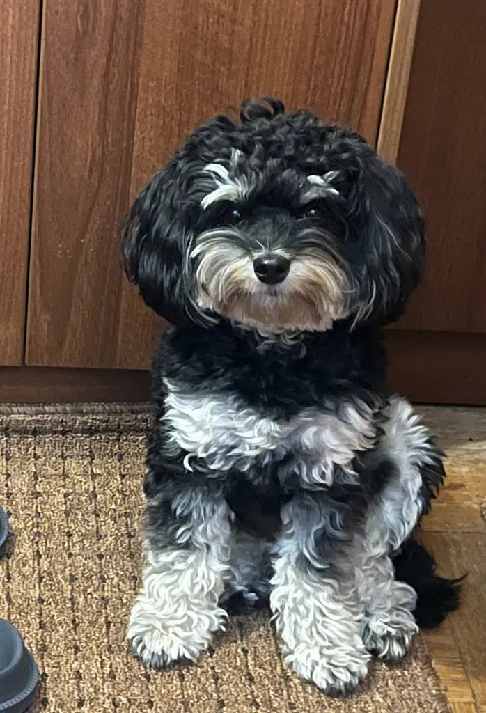 Lost dog, мальтипу in Derevnya Durykino — identification photo, lost & found pet database Pathfinder