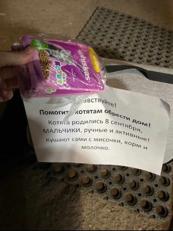 Adoptable cat in Volgograd — identification photo, lost & found pet database Pathfinder