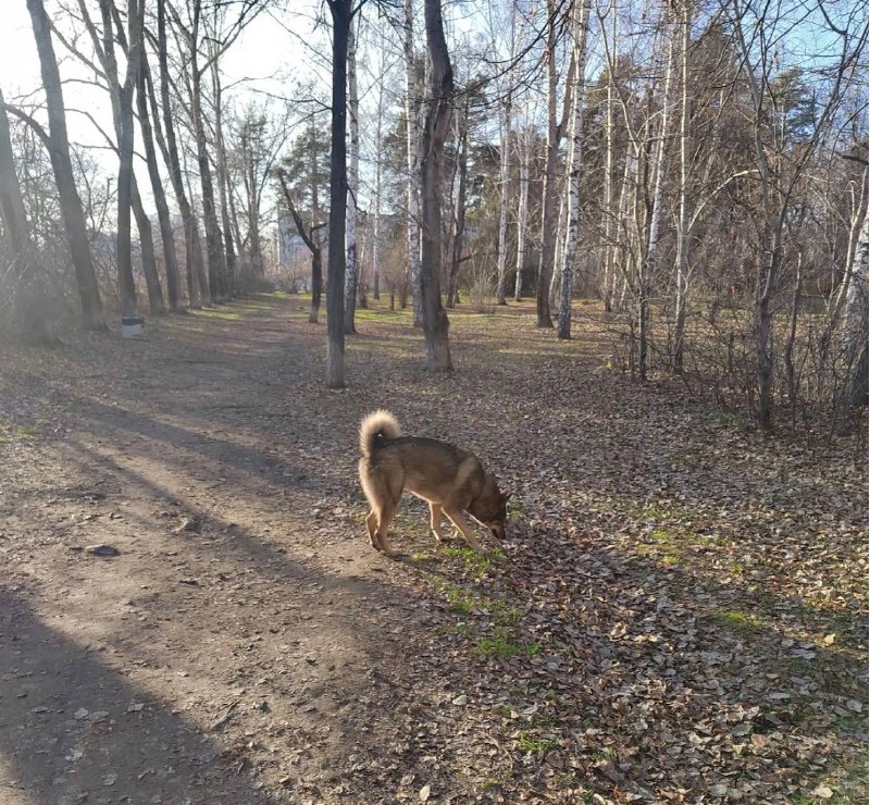 Found gray dog, зсл in Yekaterinburg — identification photo, lost & found pet database Pathfinder