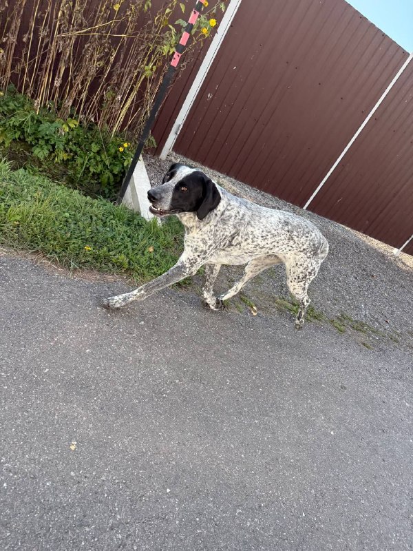 Found white dog in Biserovo — identification photo, lost & found pet database Pathfinder
