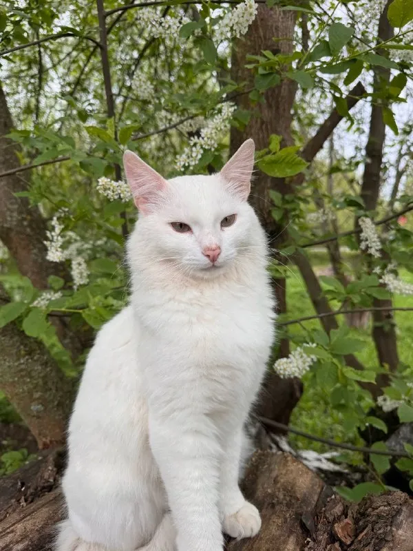 Lost white cat in Zaraysk — identification photo, lost & found pet database Pathfinder