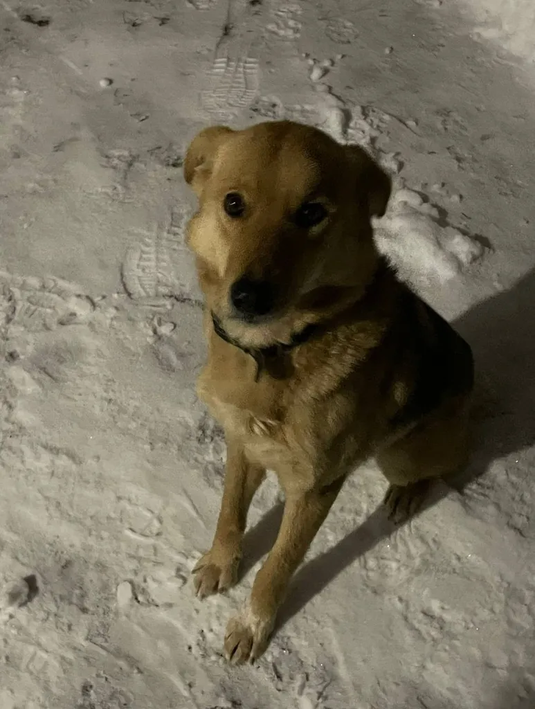 Lost dog, дворняжка in Domodedovo — identification photo, lost & found pet database Pathfinder
