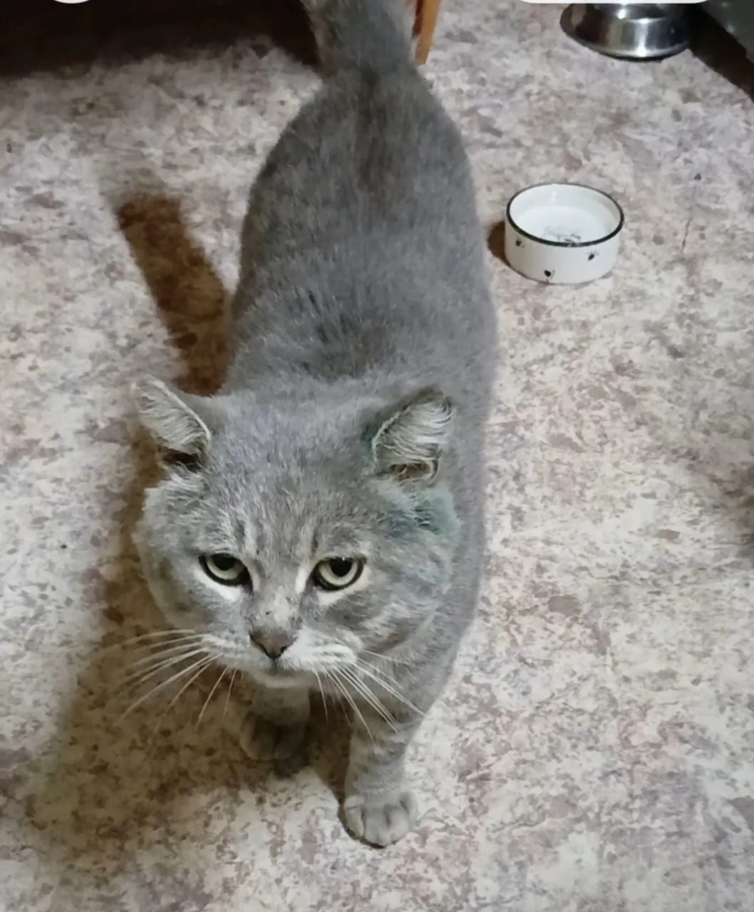 Found gray cat in Leninskoe — identification photo, lost & found pet database Pathfinder