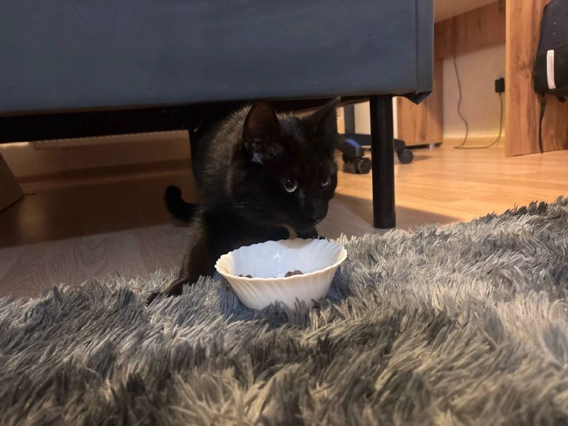 Found cat in Yekaterinburg — identification photo, lost & found pet database Pathfinder