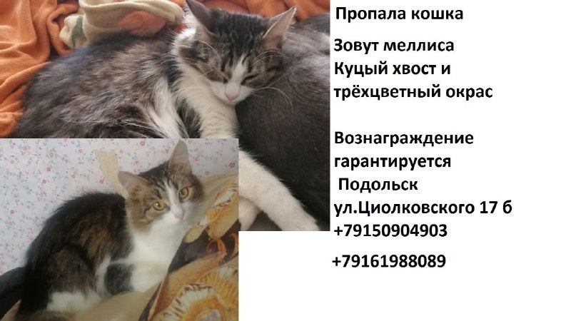 Lost white cat in Podolsk — identification photo, lost & found pet database Pathfinder
