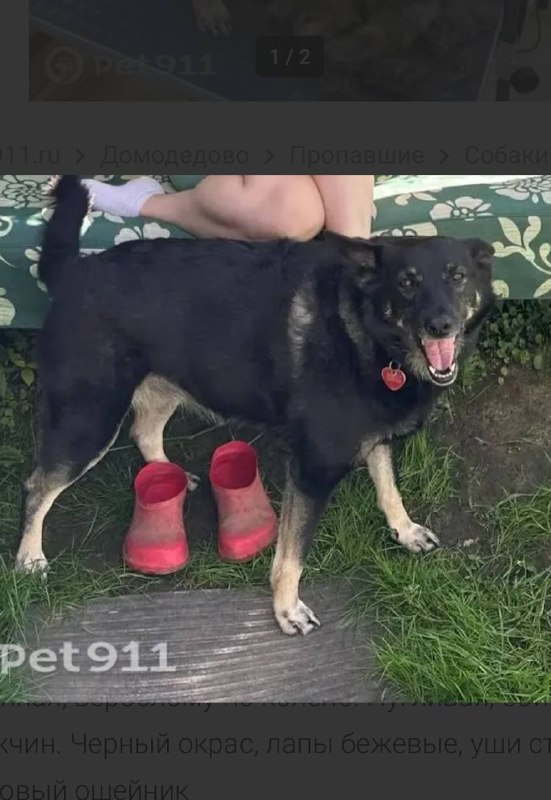 Lost cream dog in Domodedovo — identification photo, lost & found pet database Pathfinder