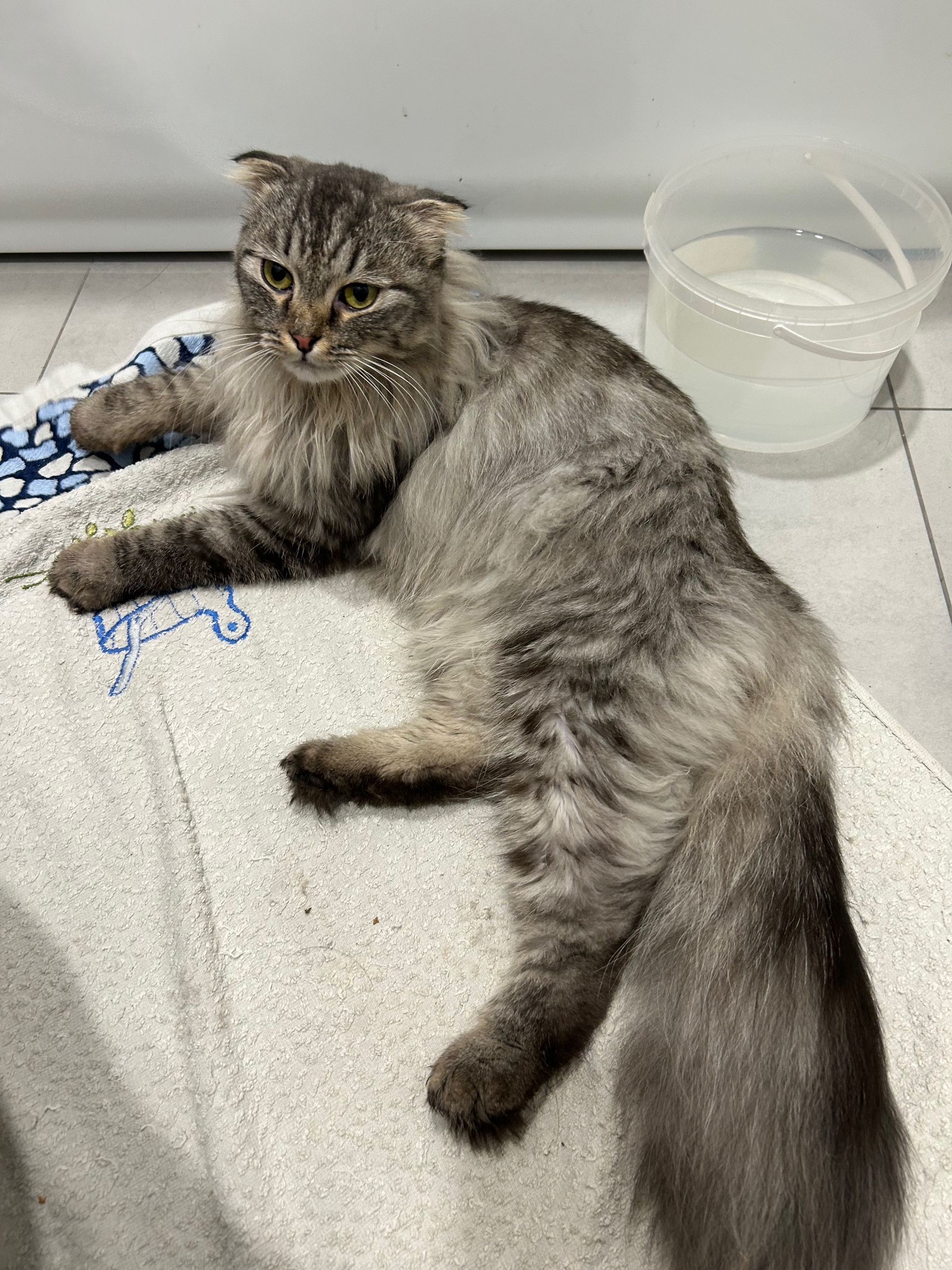 Found gray cat in Novosibirsk — identification photo, lost & found pet database Pathfinder