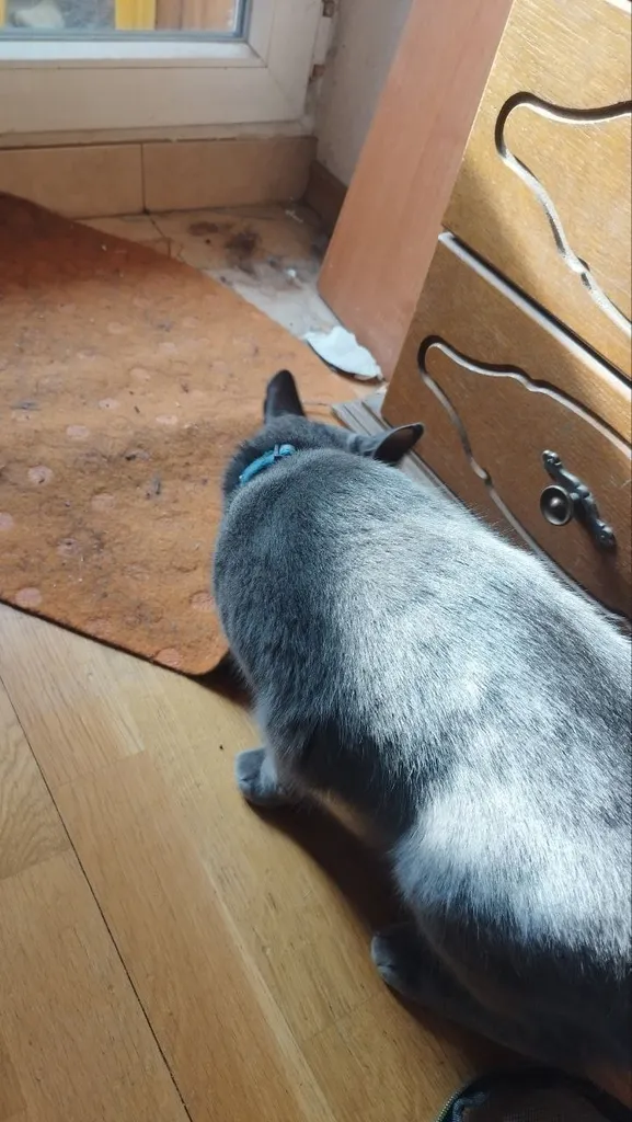 Found cat in Moscow — identification photo, lost & found pet database Pathfinder