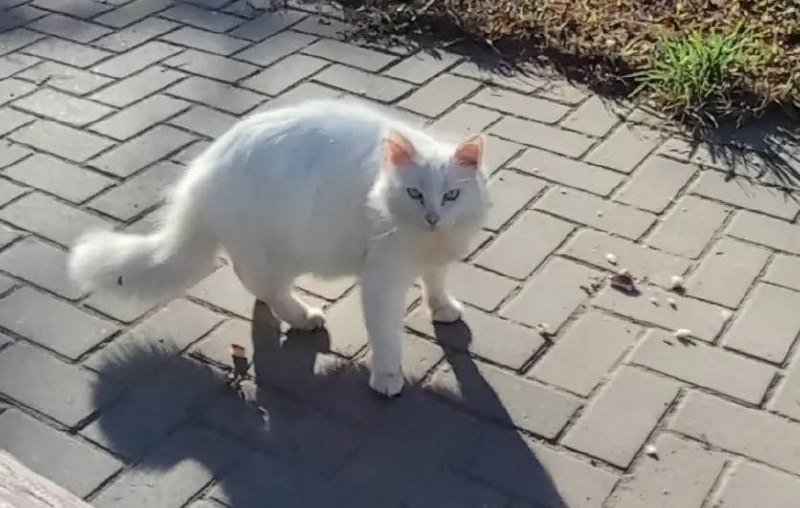 Found white cat in Aramil — identification photo, lost & found pet database Pathfinder