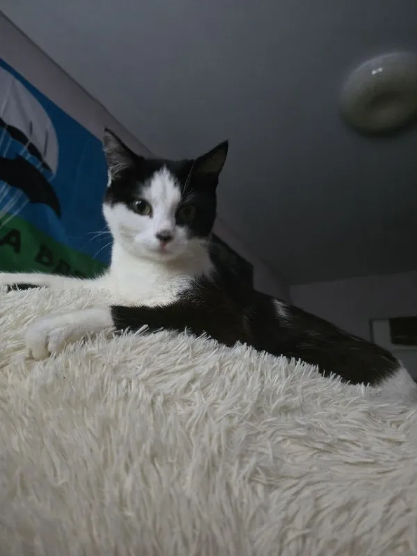 Lost white cat in Omsk — identification photo, lost & found pet database Pathfinder