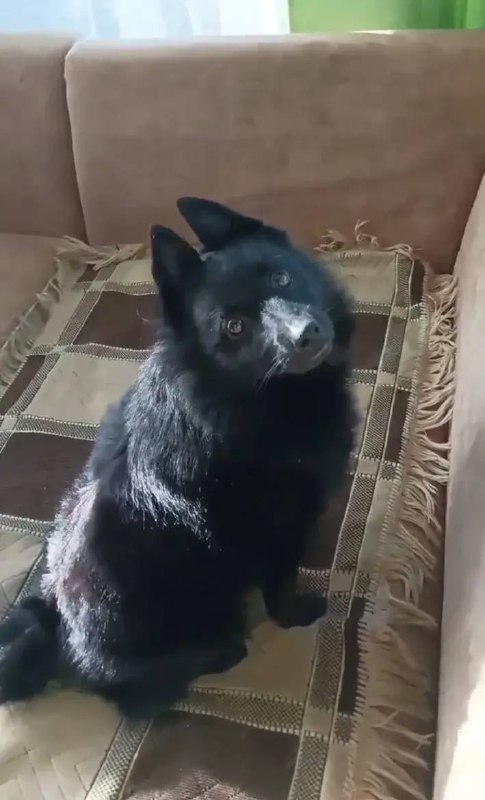 Lost dog in Sadovyy — identification photo, lost & found pet database Pathfinder