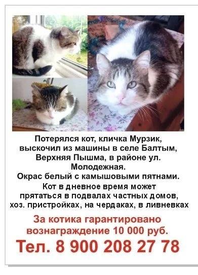 Lost cat in Baltym — identification photo, lost & found pet database Pathfinder