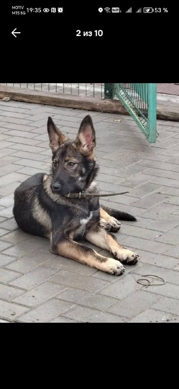 Lost brown dog in Yekaterinburg — identification photo, lost & found pet database Pathfinder