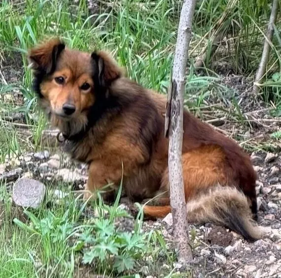 Lost brown dog in Khimki — identification photo, lost & found pet database Pathfinder