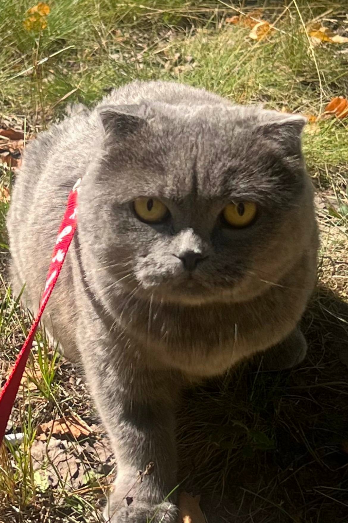 Lost gray cat, шотландская in Sorokino — identification photo, lost & found pet database Pathfinder