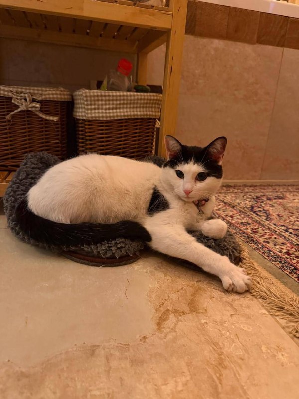 Lost white cat in Petrovo Dalnee — identification photo, lost & found pet database Pathfinder