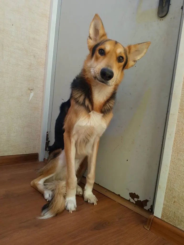 Adoptable dog, метис in Moscow — identification photo, lost & found pet database Pathfinder