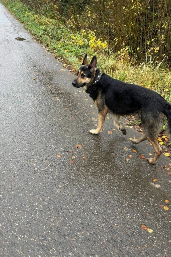 Found dog, метис овчарки in Sokolovo — identification photo, lost & found pet database Pathfinder