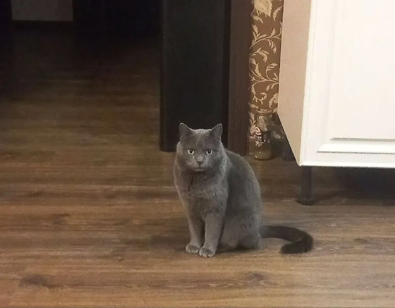 Lost gray cat in Losino Petrovskiy — identification photo, lost & found pet database Pathfinder