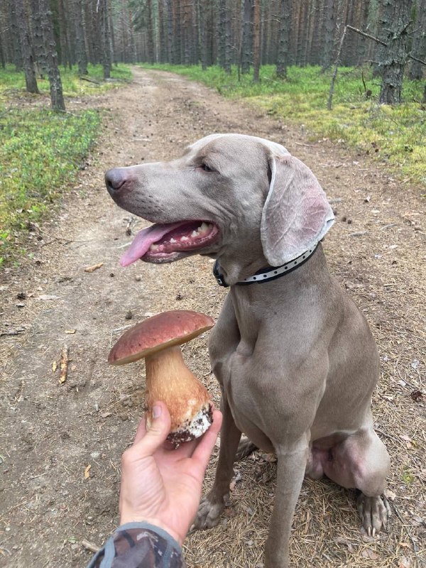 Lost gray dog, веймаранер in Zhilino — identification photo, lost & found pet database Pathfinder