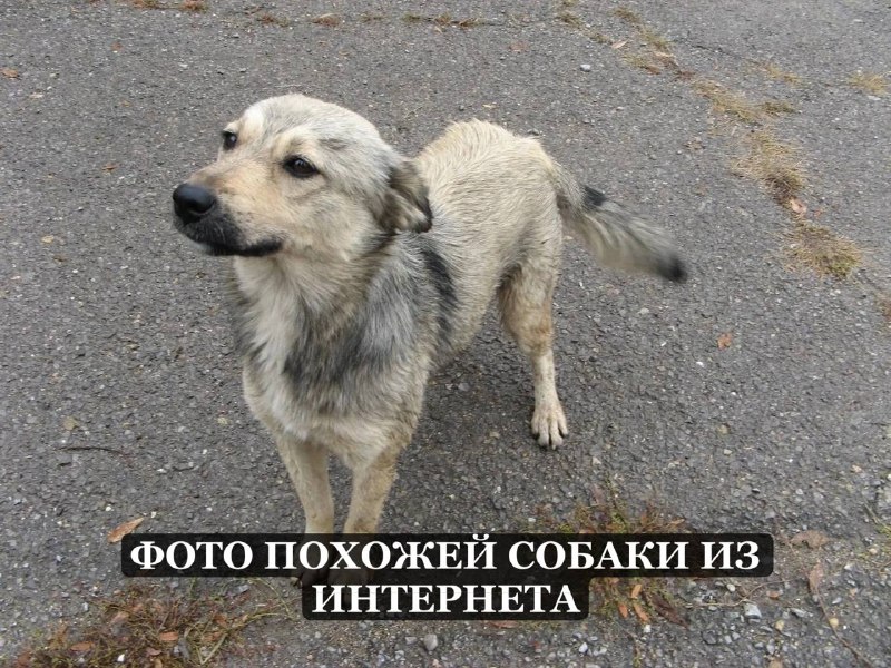 Lost cream dog, дворняжка in Bronnitsy — identification photo, lost & found pet database Pathfinder