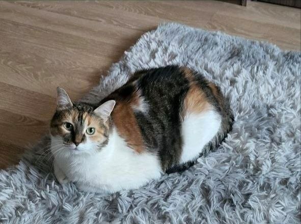 Lost cat in Larionovo — identification photo, lost & found pet database Pathfinder