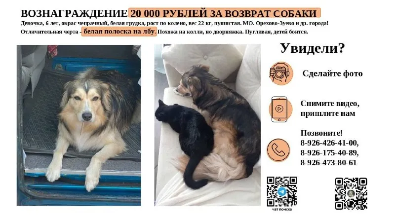 Lost brown dog in Orekhovo Zuevo — identification photo, lost & found pet database Pathfinder