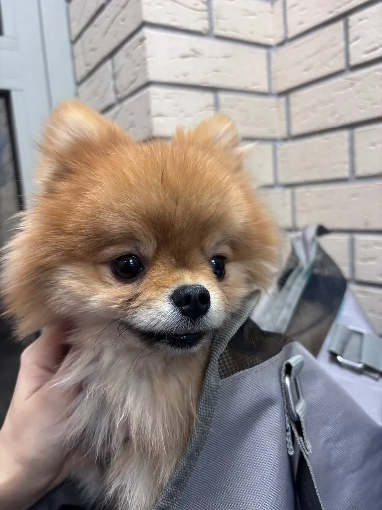 Found dog, шпиц in Krasnogorsk — identification photo, lost & found pet database Pathfinder