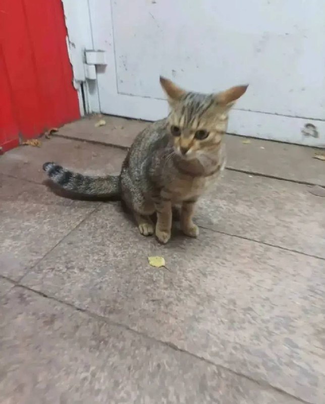 Lost brown cat in Yekaterinburg — identification photo, lost & found pet database Pathfinder