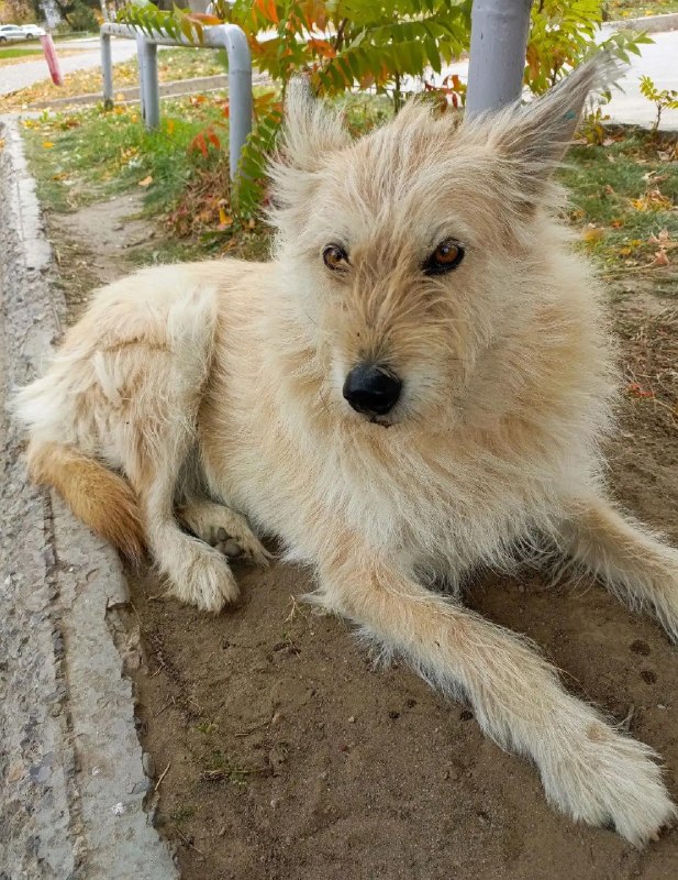 Adoptable cream dog in Volzhskiy — identification photo, lost & found pet database Pathfinder