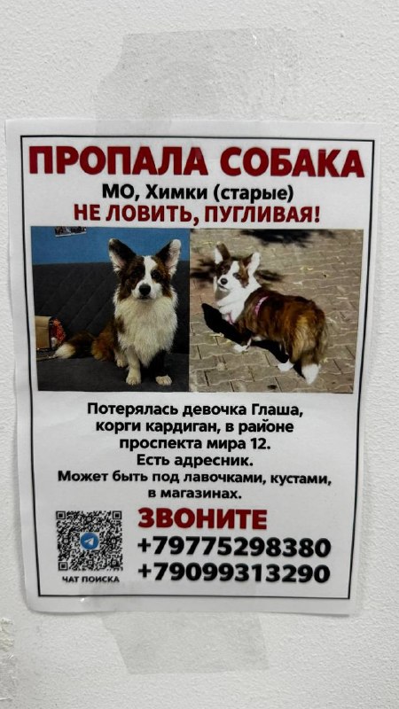 Lost brown dog, корги кардиган in Khimki — identification photo, lost & found pet database Pathfinder
