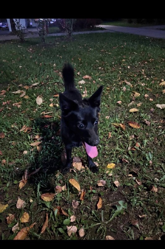 Found black dog in Verkhnyaya Pyshma — identification photo, lost & found pet database Pathfinder