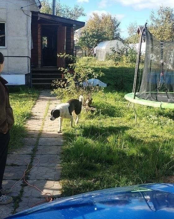 Found white dog, алабай, метис in Istra — identification photo, lost & found pet database Pathfinder