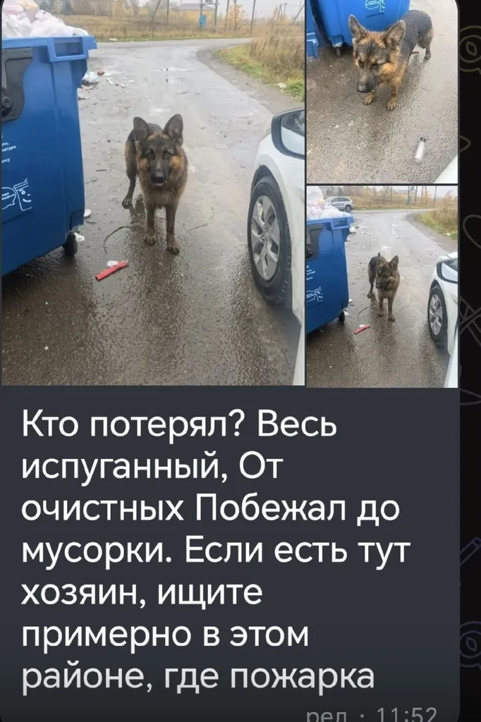 Found dog, овчарка in Zavorovo — identification photo, lost & found pet database Pathfinder