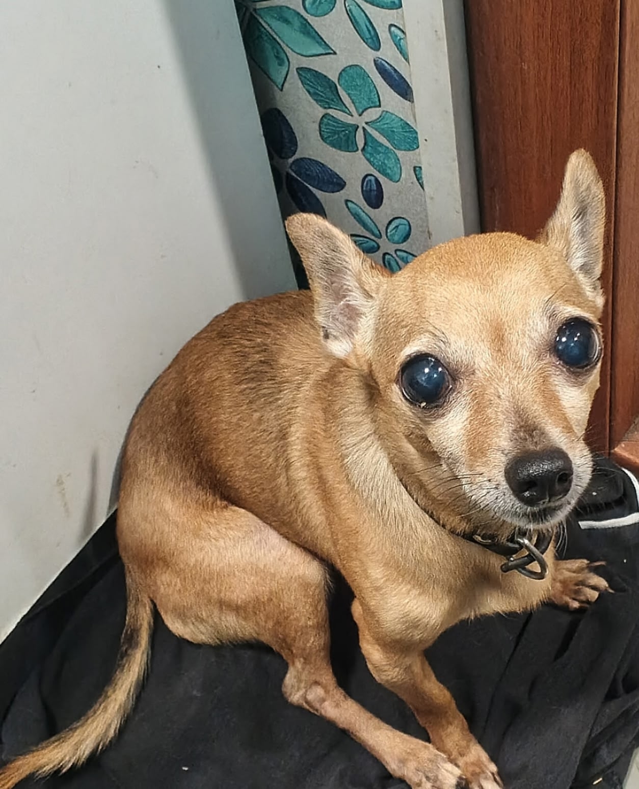 Lost fawn dog, русский той-терьер in Novosibirsk — identification photo, lost & found pet database Pathfinder