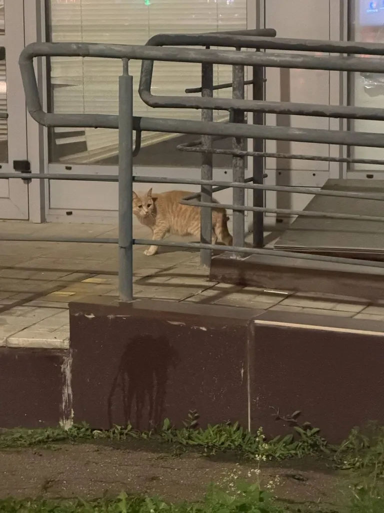 Found cat in Misaylovo — identification photo, lost & found pet database Pathfinder