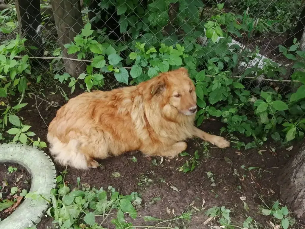 Lost dog in Mytishchi — identification photo, lost & found pet database Pathfinder