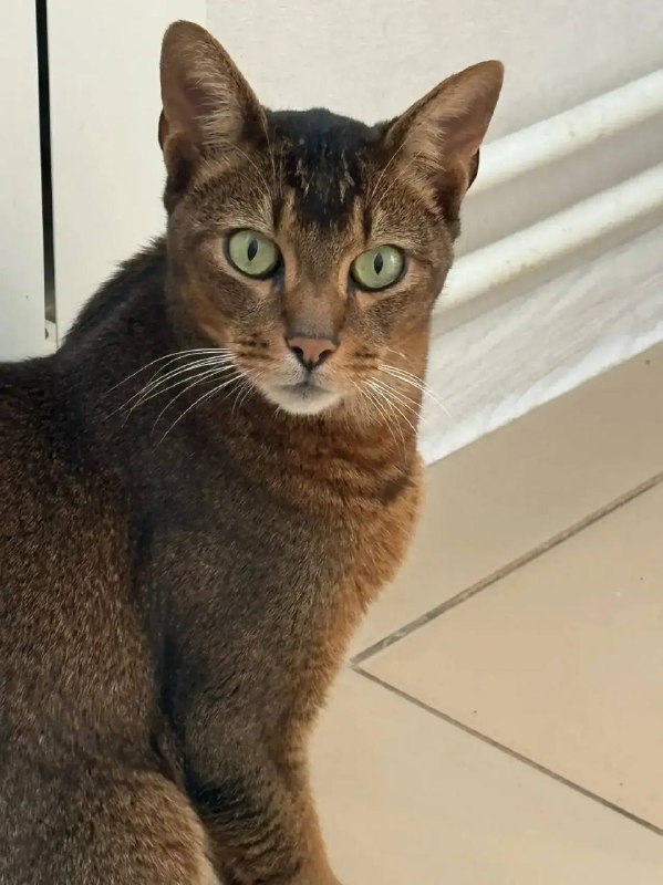Lost brown cat, абиссинская in Berezovskiy — identification photo, lost & found pet database Pathfinder