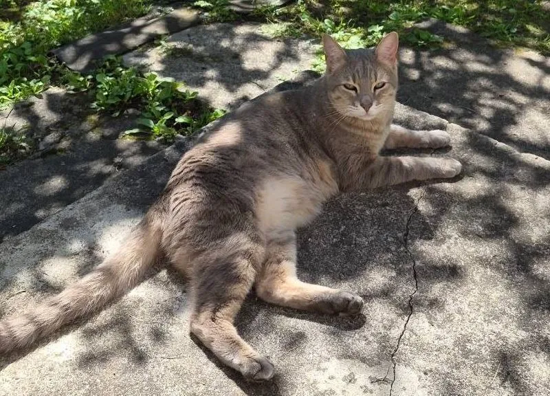 Lost cream cat in Volokolamsk — identification photo, lost & found pet database Pathfinder