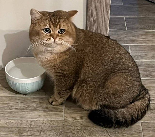 Lost brown cat, британский in Peski — identification photo, lost & found pet database Pathfinder