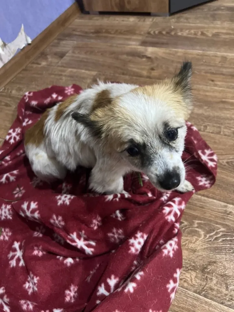 Found dog in Litvinovo — identification photo, lost & found pet database Pathfinder