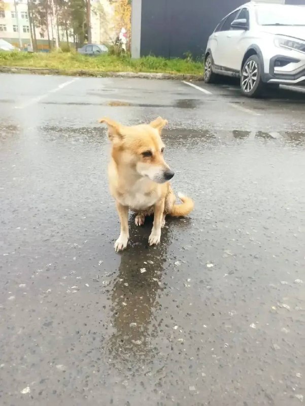 Found ginger dog in Verkhnyaya Pyshma — identification photo, lost & found pet database Pathfinder