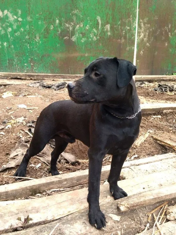 Lost black dog, паттердейл терьер in Podolsk — identification photo, lost & found pet database Pathfinder
