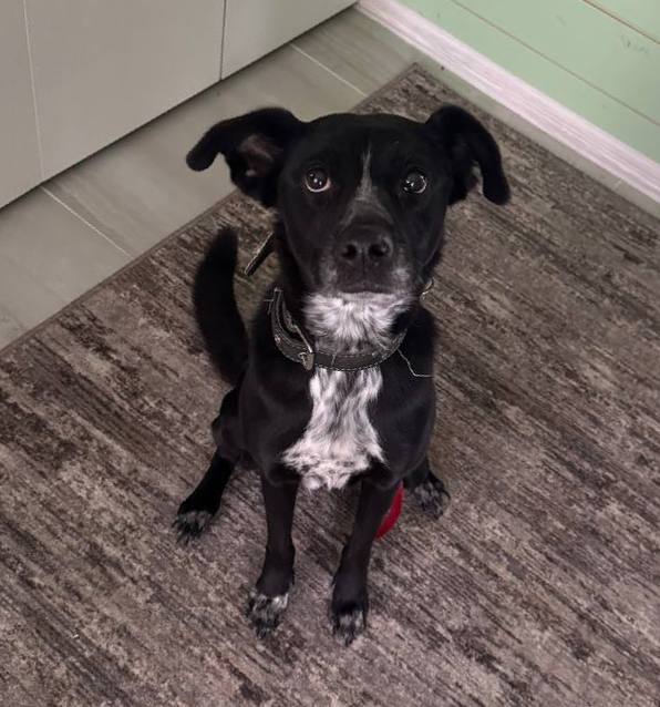 Lost black dog in Pushkino — identification photo, lost & found pet database Pathfinder