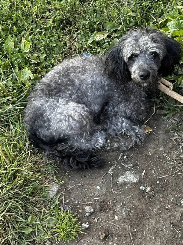 Lost dog, пудель in Verkhnyaya Pyshma — identification photo, lost & found pet database Pathfinder