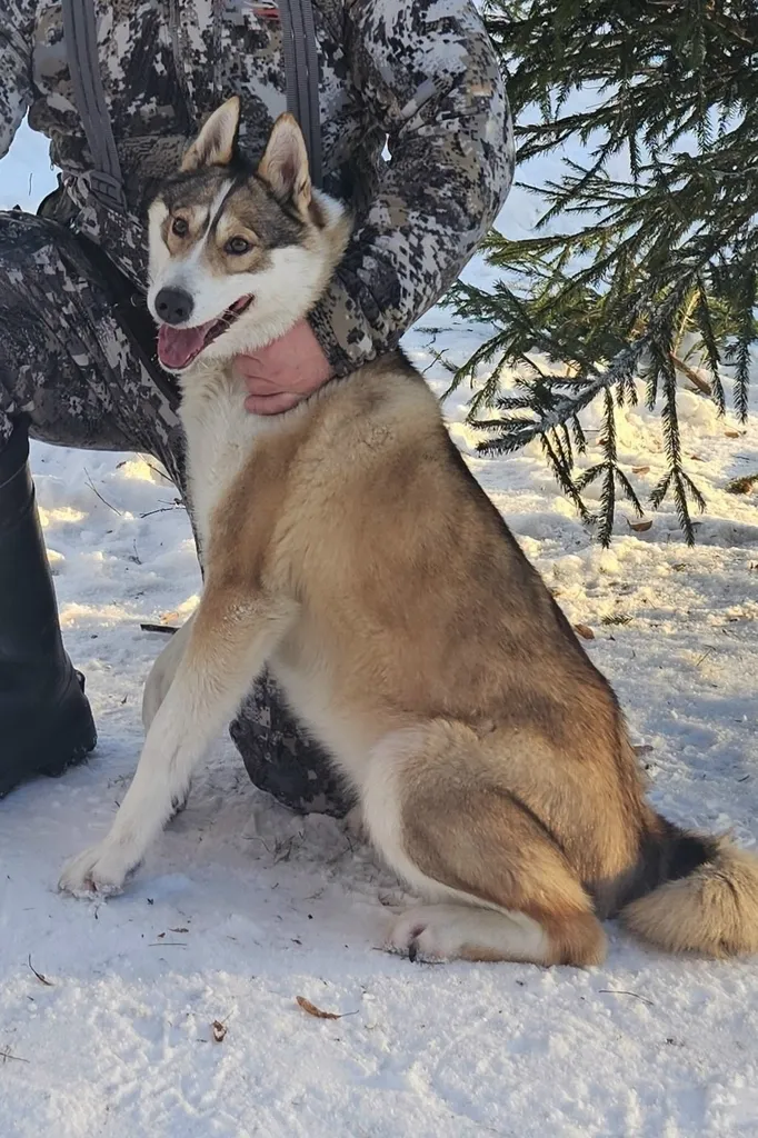 Lost brown dog, лайка in Chekhov — identification photo, lost & found pet database Pathfinder