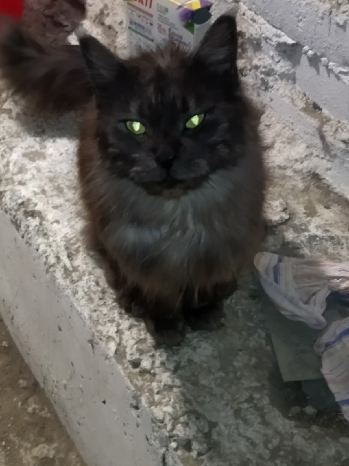 Found black cat, мейн-кун in Novosibirsk — identification photo, lost & found pet database Pathfinder