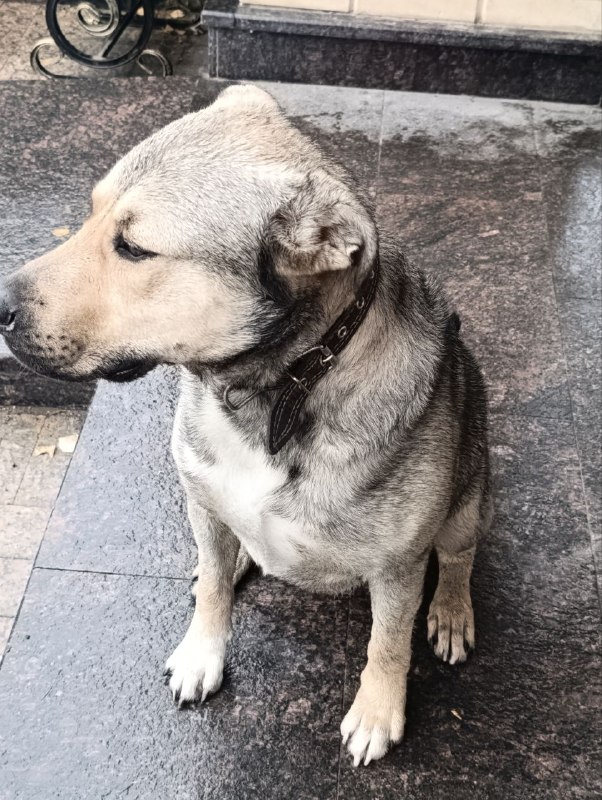 Found cream dog in Istra — identification photo, lost & found pet database Pathfinder